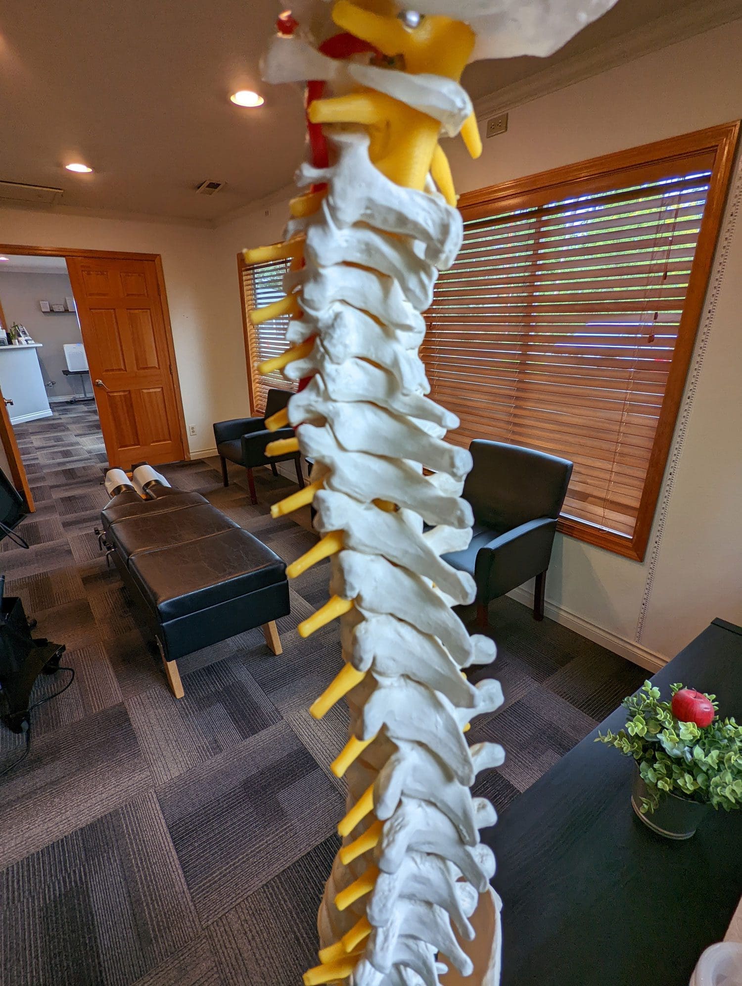 A model of the human spine.