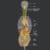 Chiropractic Care for Vagus Nerve Health