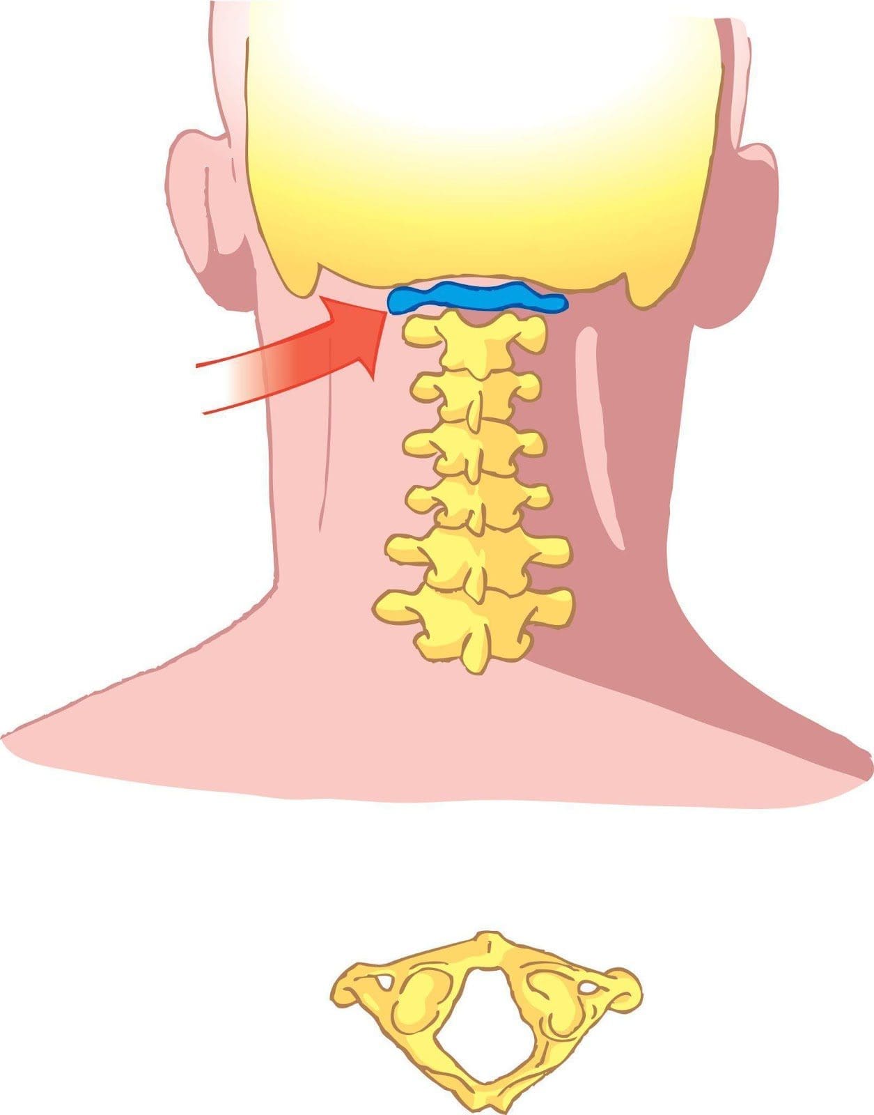 Diagram of the atlas backbone.