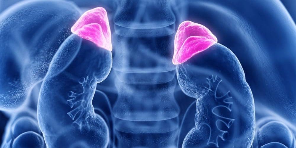 3D rendered image of the adrenal glands above the kidney.