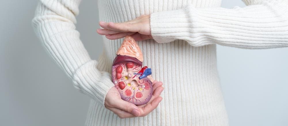Woman holding a model of a kidney and adrenal gland.