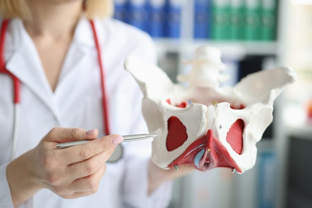 Doctor holding a model of a pelvis.
