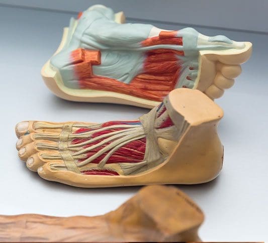 A medical model of the muscles and tendons in the human foot to demonstrate ligament sprain or injury.