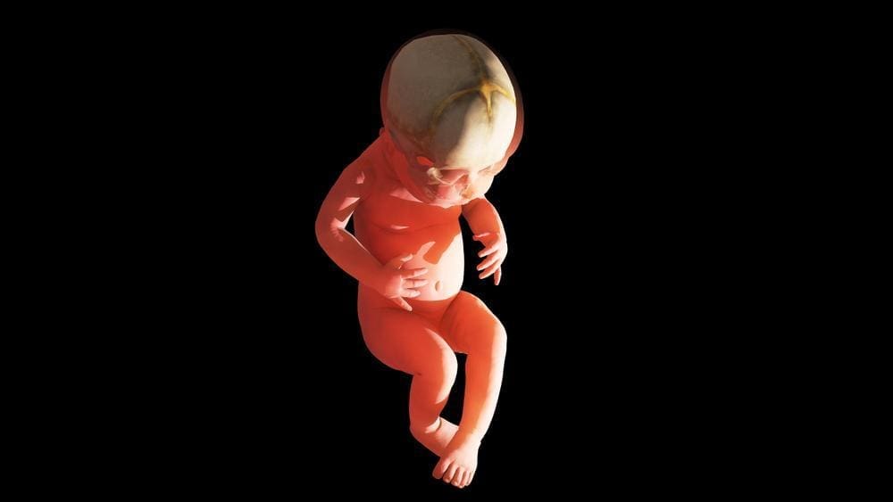 Image of a baby developing in-utero.